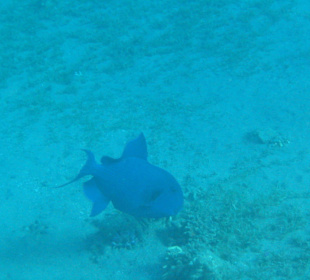 Blauer Drückerfisch