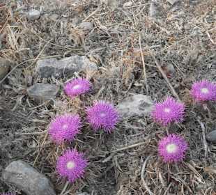 Blumen am Soldatenfriedhof Maleme