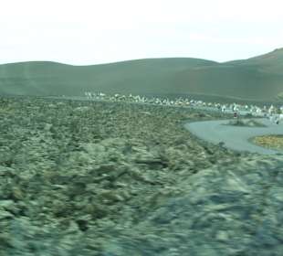 Rastplatz der Dromedare