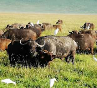 Büffelherde in der Serengeti 