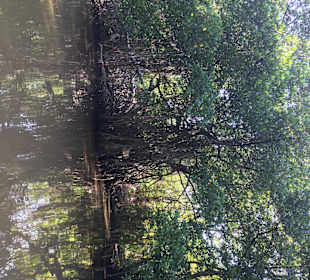Ausflug in die Mangroven 