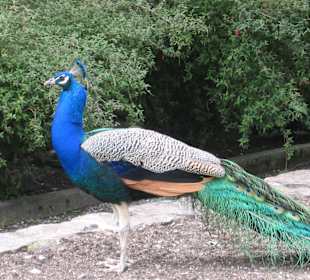 Ausflug auf Brissagoinsel