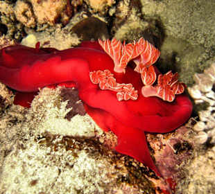 Spanish Dancer