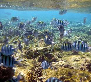 Unterwasserwelt Riff Rohanou Beach Resort