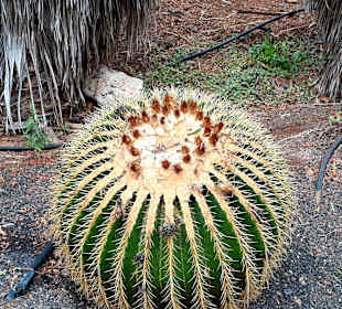 Botanischer Garten Viveiro