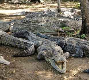 Krokodile im "Croc Parc"