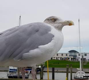 Hafen Wurster Nordseeküste