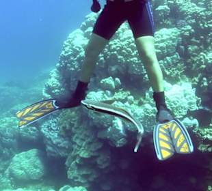 Schiffshalter und Susi