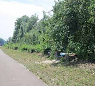 Gefällte Pappeln am Rhein in Germersheim