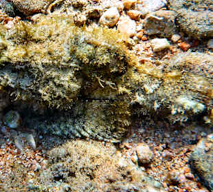 Buckliger Drachenkopf