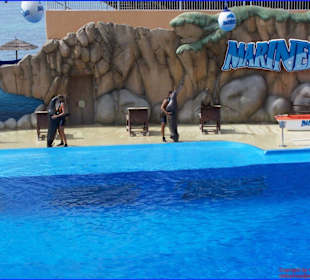 Vorführung Show der Seelöwen