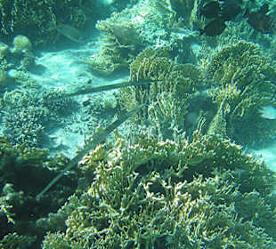 Flötenfisch und Feuerkorallen