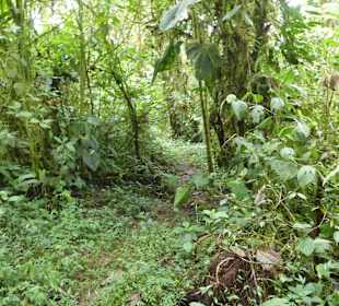 Wanderung durch den Nebelwald/Regenwald