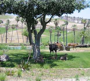 Schwitzen bei 50° C