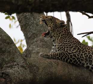 Leopard