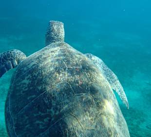 Schnorcheln Abu Dabbab