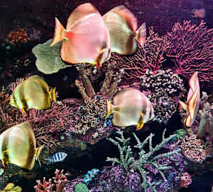 Aquarium Antalya
