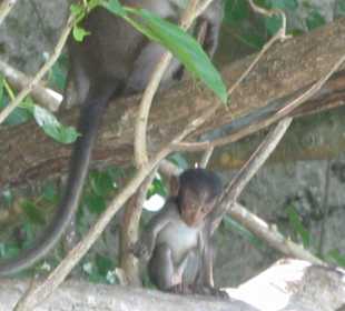 Monkey Bay