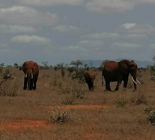 Shimba Hills National Reserve