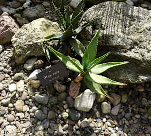 Aloe vera im Bibelgarten