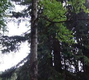Waldlehrpfad in Tieringen