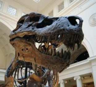 ...der/ die nette Sue - Tyrannosaurus rex