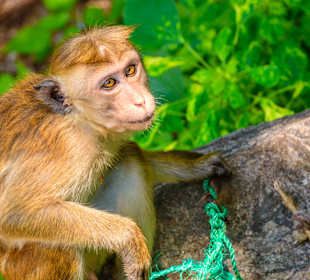 Affe Höhlentempel Dambulla 