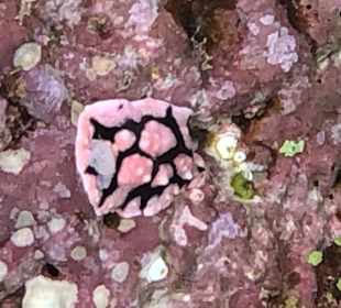 Schnorcheln Abu Dabab