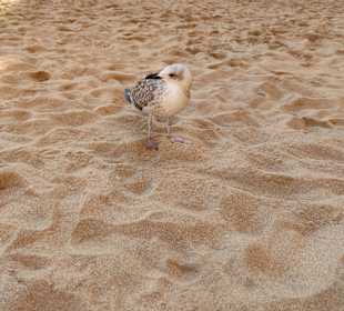 Praia de Nossa Senhora da Rocha