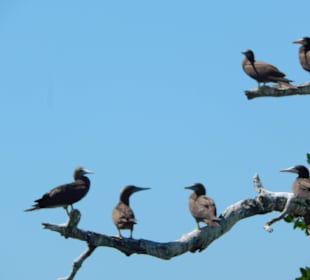 1. Abstecher Mangrovenwäldern