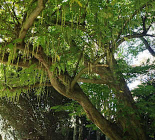 Nahegelegener Farwick-Park