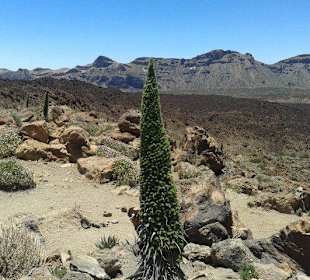 Ausgefallene Pflanzen