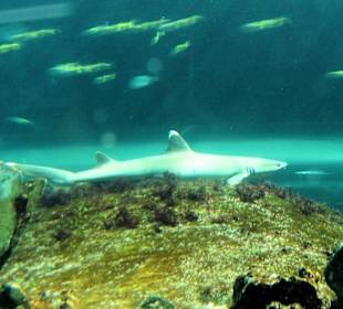 Sydney Aquarium