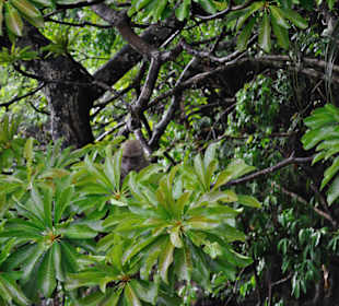 Tiger Cave Tempel (Wat Tham Sua)