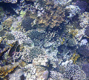 Schnorcheln am Riff vom Magic Tulip Resort (02/2018)