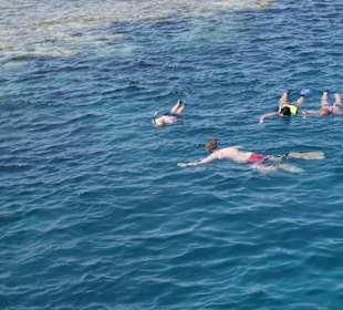 Schnorcheln am Dolphin Riff