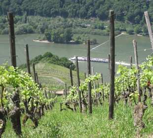 Impressionen Kräuterweg in Assmannshausen