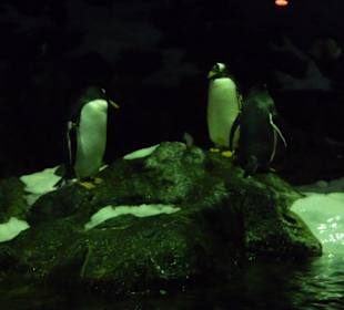 Pinguine