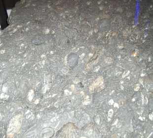 Fossilienplatte Gletschergarten Luzern