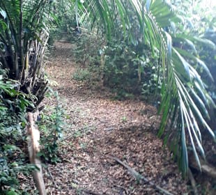 Masingini Forest