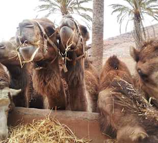 Ausflug in den Zoo (Oasis Park)