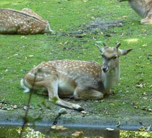 Mesopotanischer Damhirsch