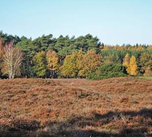 Herbststimmung am Pestruper Gräberfeld