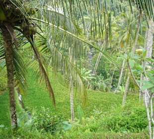 Reisterrassen von Ubud