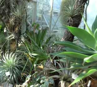 Gewächshäuser Botanischer Garten
