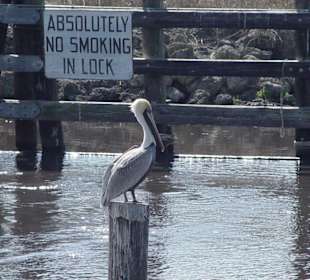 Der Pelikan wird es beachten