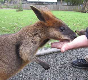 Beim Kängurufüttern