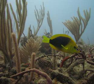 Erlebnisse bei Tauchgang Merlin Sosua