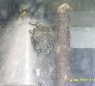 Palmiarnia w Poznaniu.