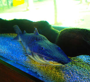 Ein Augenblick in Blau